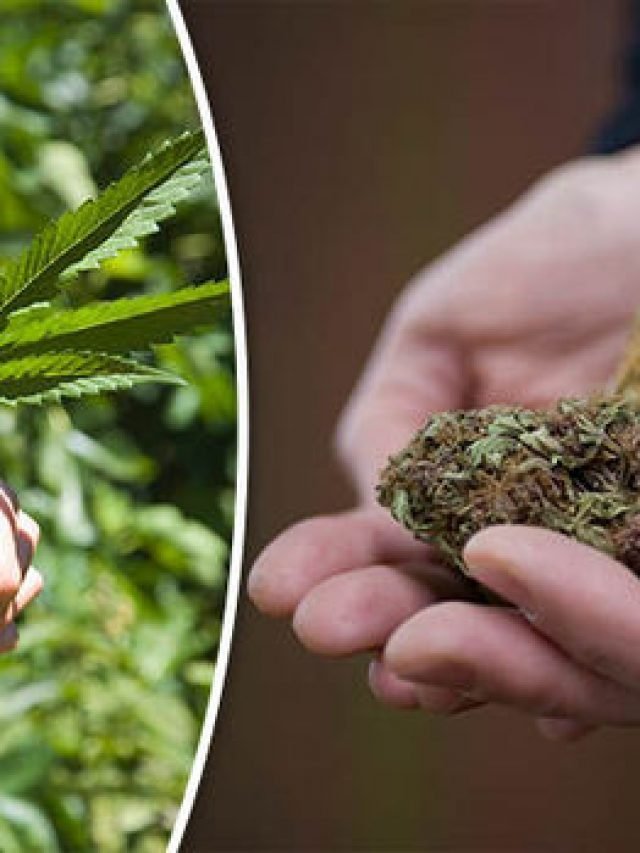 What is 420? what is ‘weed day’